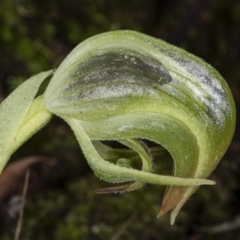 Pterostylis nutans (Nodding Greenhood) at Downer, ACT - 18 Jul 2020 by DerekC