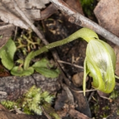 Pterostylis nutans at Downer, ACT - suppressed