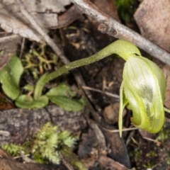 Pterostylis nutans at Downer, ACT - 18 Jul 2020