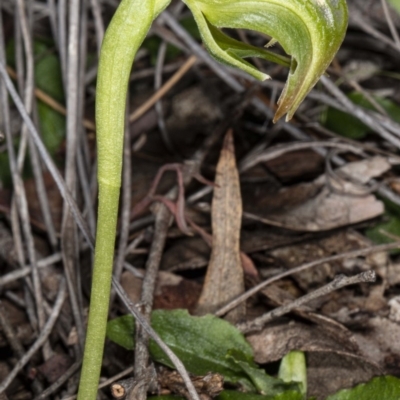 Pterostylis nutans (Nodding Greenhood) at Black Mountain - 18 Jul 2020 by DerekC