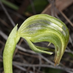 Pterostylis nutans at Downer, ACT - 18 Jul 2020