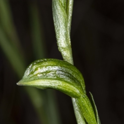 Bunochilus umbrinus (Broad-sepaled Leafy Greenhood) at Black Mountain - 18 Jul 2020 by DerekC