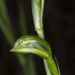 Bunochilus umbrinus (Broad-sepaled Leafy Greenhood) at Black Mountain - 18 Jul 2020 by DerekC