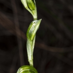 Bunochilus umbrinus (ACT) = Pterostylis umbrina (NSW) at suppressed - suppressed