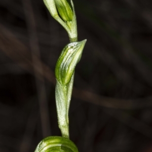 Bunochilus umbrinus (ACT) = Pterostylis umbrina (NSW) at suppressed - 18 Jul 2020