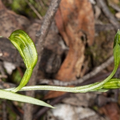 Bunochilus umbrinus (Broad-sepaled Leafy Greenhood) at Black Mountain - 18 Jul 2020 by DerekC