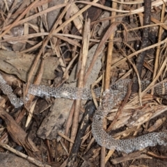 Unidentified Reptile and Frog at Umbagong District Park - 1 Aug 2020 by DerekC