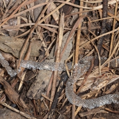 Unverified Reptile or Frog at Latham, ACT - 1 Aug 2020 by DerekC