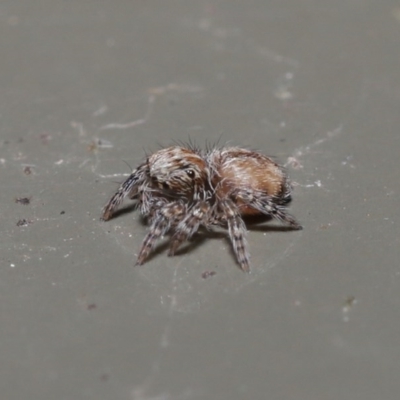 Servaea narraweena (A jumping spider) at Acton, ACT - 28 Jul 2020 by TimL