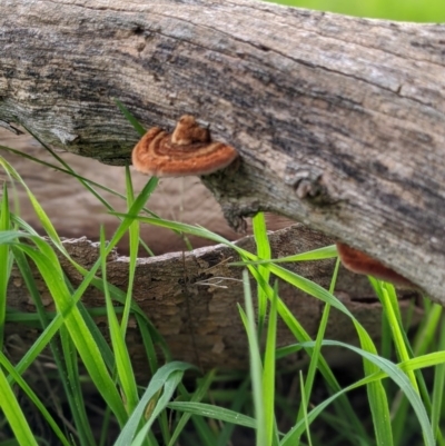 Unidentified Shelf-like to hoof-like & usually on wood at Albury - 3 Jul 2020 by ChrisAllen