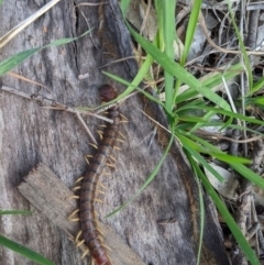 Cormocephalus aurantiipes (Orange-legged Centipede) at Thurgoona, NSW - 13 Jun 2020 by ChrisAllen