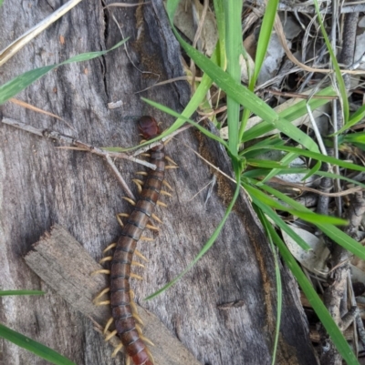 Cormocephalus aurantiipes (Orange-legged Centipede) at Albury - 13 Jun 2020 by ChrisAllen