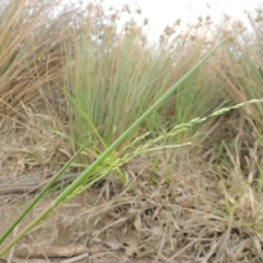 Panicum gilvum at Weston, ACT - 2 Mar 2020 06:40 PM