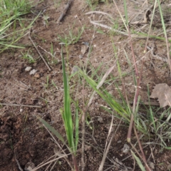 Panicum gilvum at Weston, ACT - 2 Mar 2020