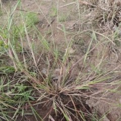 Panicum gilvum at Weston, ACT - 2 Mar 2020