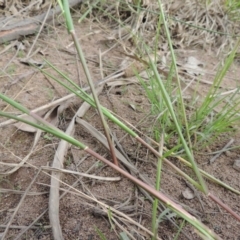 Panicum gilvum at Weston, ACT - 2 Mar 2020