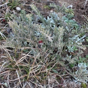 Grevillea lanigera at Mount Clear, ACT - 1 Aug 2020 04:30 PM