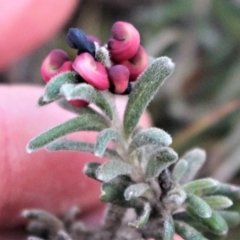 Grevillea lanigera at Mount Clear, ACT - 1 Aug 2020