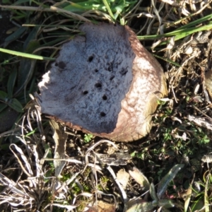 Calvatia cyathiformis at Booth, ACT - 1 Aug 2020