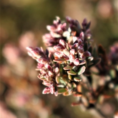 Acrothamnus hookeri (Mountain Beard Heath) at Mount Clear, ACT - 1 Aug 2020 by Sarah2019