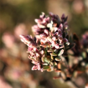 Acrothamnus hookeri at Mount Clear, ACT - 1 Aug 2020