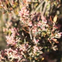 Acrothamnus hookeri at Mount Clear, ACT - 1 Aug 2020