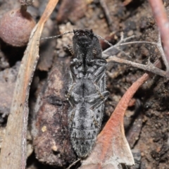 Crepidomenus fulgidus (Click beetle) at ANBG - 28 Jul 2020 by TimL