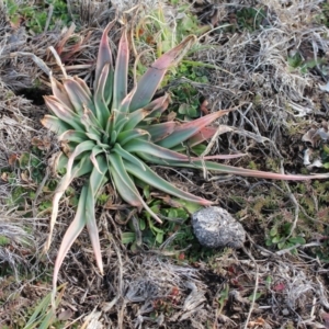 Stylidium armeria subsp. armeria at Mount Clear, ACT - 1 Aug 2020