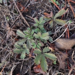 Potentilla recta (Sulphur Cinquefoil) at Nimmitabel, NSW - 15 Jul 2020 by michaelb