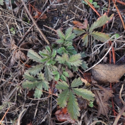 Potentilla recta (Sulphur Cinquefoil) at Nimmitabel, NSW - 15 Jul 2020 by MichaelBedingfield