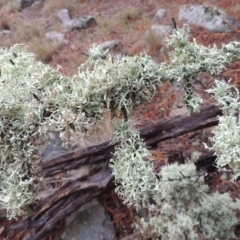 Ramalina sp. (genus) (A lichen) at Nimmitabel, NSW - 15 Jul 2020 by MichaelBedingfield