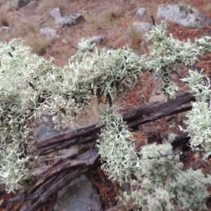 Ramalina sp. at Nimmitabel, NSW - 15 Jul 2020 06:31 PM