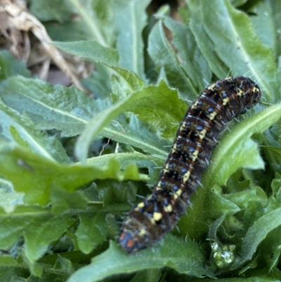 Apina callisto (Pasture Day Moth) at Red Hill to Yarralumla Creek - 2 Aug 2020 by KL