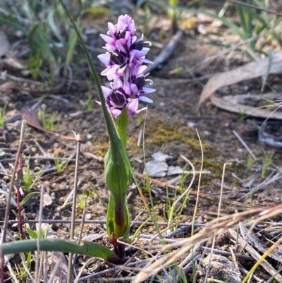 Wurmbea dioica subsp. dioica (Early Nancy) at Mount Taylor - 1 Aug 2020 by Shazw