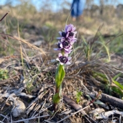 Wurmbea dioica subsp. dioica at Kambah, ACT - 2 Aug 2020