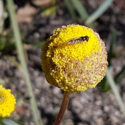 Craspedia variabilis (Common Billy Buttons) at Paddys River, ACT - 2 Aug 2020 by tpreston