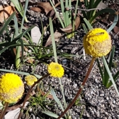 Craspedia variabilis at Paddys River, ACT - 2 Aug 2020