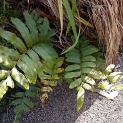 Blechnum minus (Soft Water Fern) at Paddys River, ACT - 2 Aug 2020 by trevorpreston