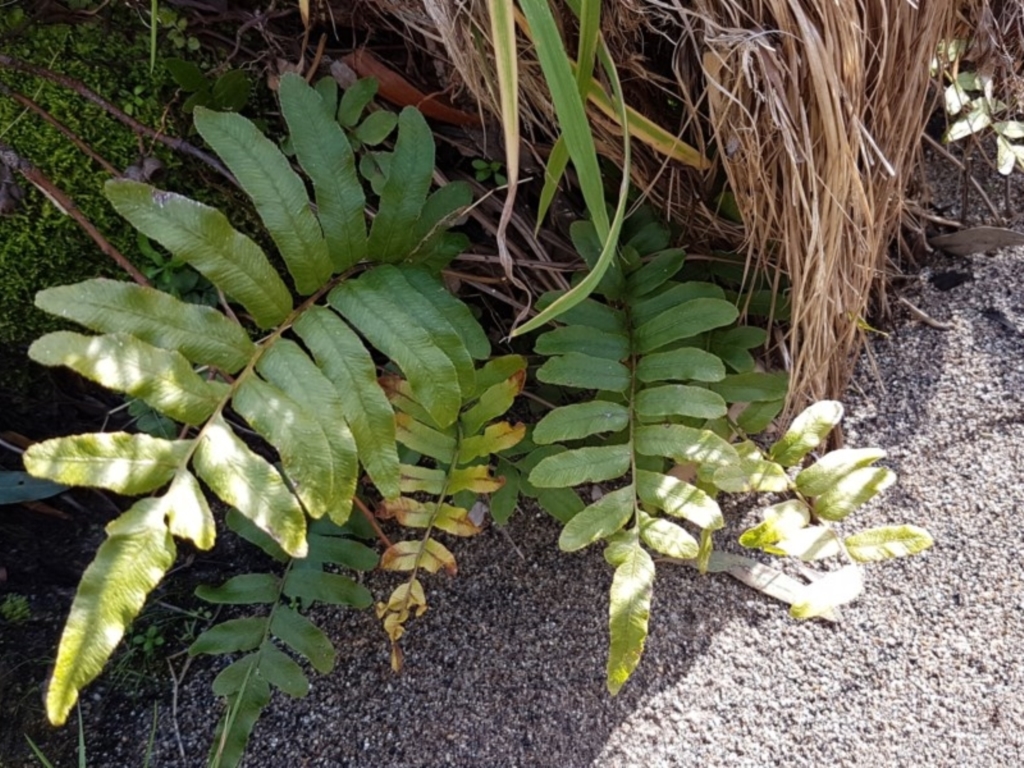 Blechnum minus at Paddys River, ACT - 2 Aug 2020