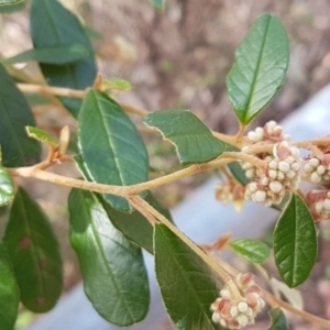 Pomaderris betulina subsp. actensis at Paddys River, ACT - 2 Aug 2020