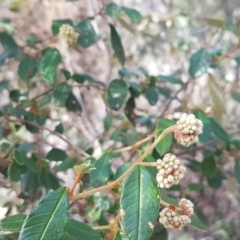 Pomaderris betulina subsp. actensis at Paddys River, ACT - 2 Aug 2020