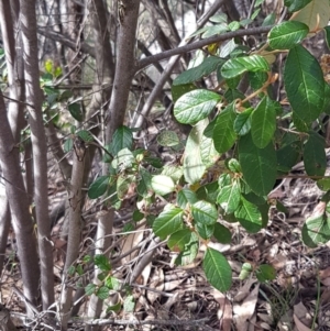 Pomaderris betulina subsp. actensis at Paddys River, ACT - 2 Aug 2020