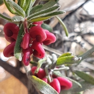 Grevillea lanigera at Paddys River, ACT - 2 Aug 2020 01:36 PM