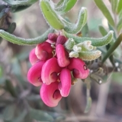 Grevillea lanigera at Paddys River, ACT - 2 Aug 2020