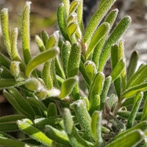 Grevillea lanigera at Paddys River, ACT - 2 Aug 2020