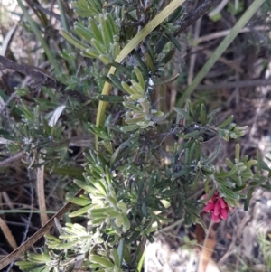 Grevillea lanigera at Paddys River, ACT - 2 Aug 2020 01:36 PM