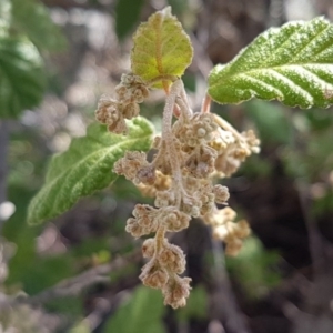 Pomaderris eriocephala at Paddys River, ACT - 2 Aug 2020