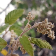 Pomaderris eriocephala at Paddys River, ACT - 2 Aug 2020