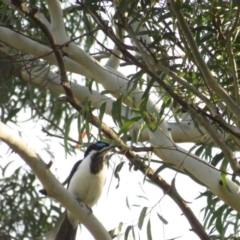 Entomyzon cyanotis (Blue-faced Honeyeater) at Curtin, ACT - 2 Aug 2020 by BenW