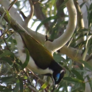 Entomyzon cyanotis at Curtin, ACT - 2 Aug 2020